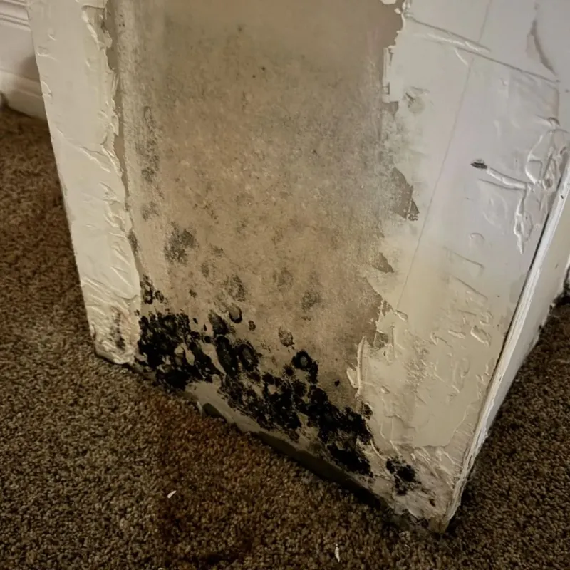 Professional Mold Removal in Pittsfield, NH